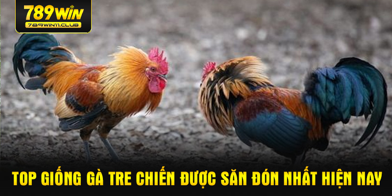 Top giống gà tre chiến được săn đón nhất hiện nay